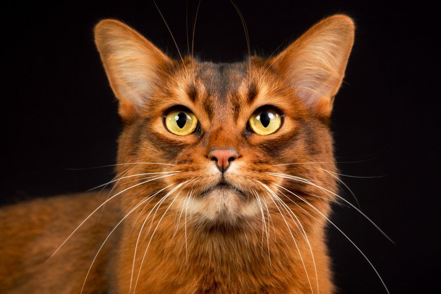 Somali Cat Breed Information The Pedigree Paws