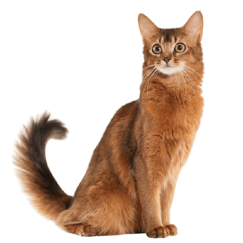 Somali Cat Breed Information The Pedigree Paws